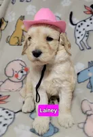 Lainey, a female Goldendoodle for sale in Chinquapin, NC – 1 of 4