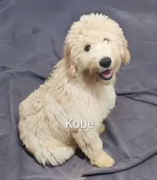 Photo of Kobe