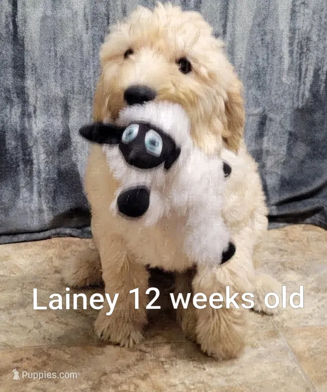 Lainey – Goldendoodle puppy for sale in Chinquapin, NC
