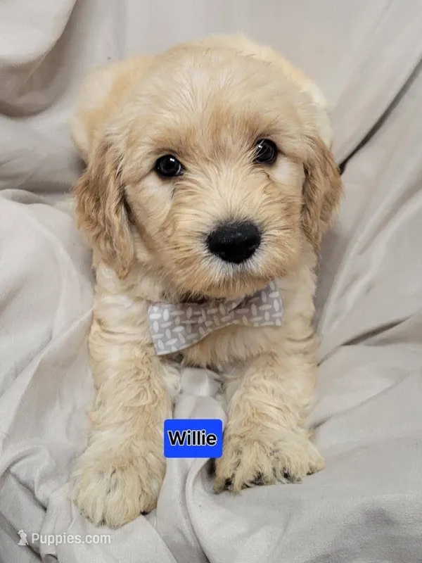 Willie – Goldendoodle puppy for sale in Chinquapin, NC