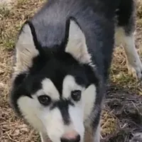 Hercules, a male Siberian Husky for sale in Chinquapin, NC – Photo 9 of 10