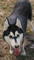 Hercules, a male Siberian Husky for sale in Chinquapin, NC – Photo 9 of 10