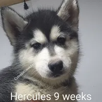 Hercules, a male Siberian Husky for sale in Chinquapin, NC – Photo 3 of 10