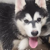 Hercules, a male Siberian Husky for sale in Chinquapin, NC – Photo 5 of 10