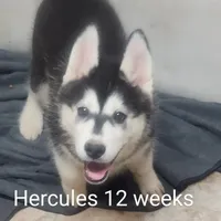 Hercules, a male Siberian Husky for sale in Chinquapin, NC – Photo 6 of 10