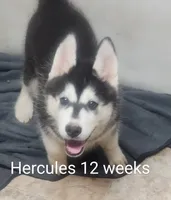 Hercules, a male Siberian Husky for sale in Chinquapin, NC – Photo 6 of 10