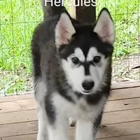 Hercules, a male Siberian Husky for sale in Chinquapin, NC – Photo 7 of 10