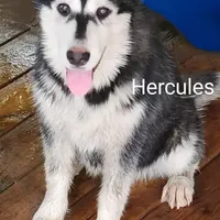 Hercules, a male Siberian Husky for sale in Chinquapin, NC – Photo 8 of 10