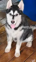 Hercules, a male Siberian Husky for sale in Chinquapin, NC – Photo 8 of 10