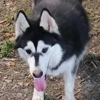 Hercules, a male Siberian Husky for sale in Chinquapin, NC – Photo 10 of 10