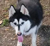 Hercules, a male Siberian Husky for sale in Chinquapin, NC – Photo 10 of 10