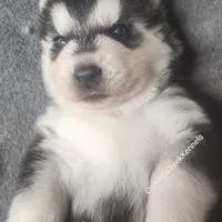 Hercules, a male Siberian Husky for sale in Chinquapin, NC – Photo 1 of 10