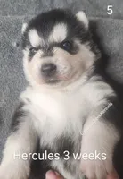 Hercules, a male Siberian Husky for sale in Chinquapin, NC – Photo 1 of 10