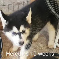 Hercules, a male Siberian Husky for sale in Chinquapin, NC – Photo 4 of 10
