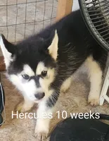 Hercules, a male Siberian Husky for sale in Chinquapin, NC – Photo 4 of 10