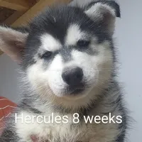 Hercules, a male Siberian Husky for sale in Chinquapin, NC – Photo 2 of 10