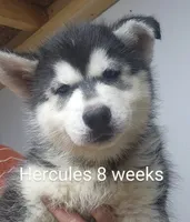 Hercules, a male Siberian Husky for sale in Chinquapin, NC – Photo 2 of 10