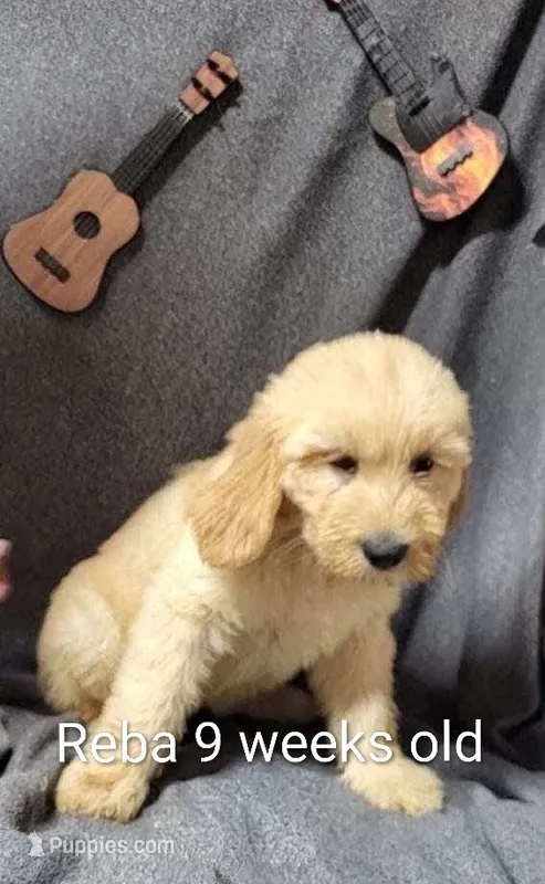 Reba – Goldendoodle puppy for sale in Chinquapin, NC