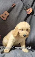 Reba, a female Goldendoodle for sale in Chinquapin, NC – 3 of 10
