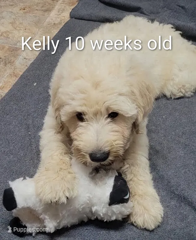 Kelly – Goldendoodle puppy for sale in Chinquapin, NC