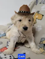 Cash, a male Goldendoodle for sale in Chinquapin, NC – 2 of 4