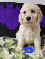 Reba, a female Goldendoodle for sale in Chinquapin, NC – 4 of 10