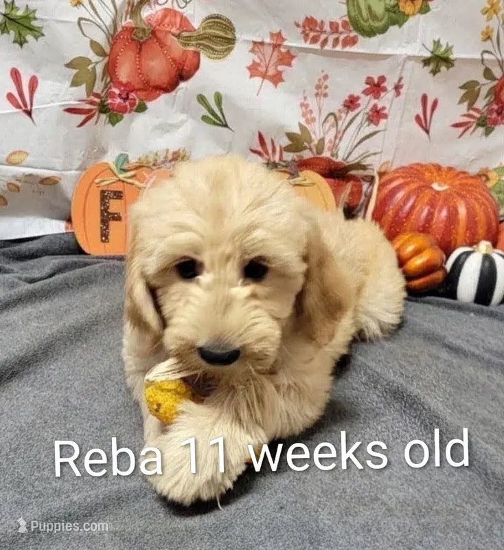 Reba – Goldendoodle puppy for sale in Chinquapin, NC