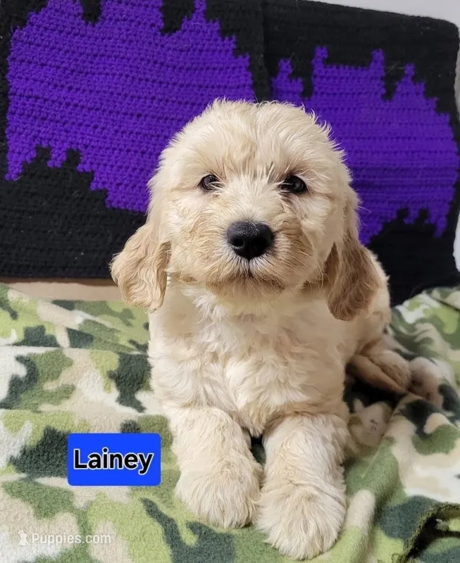 Lainey – Goldendoodle puppy for sale in Chinquapin, NC