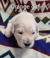 Kelly, a female Goldendoodle for sale in Chinquapin, NC – 4 of 4