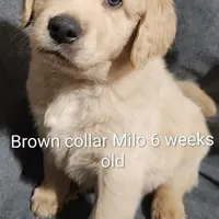 Brown Collar, a male Goldendoodle for sale in Chinquapin, NC – Photo 5 of 10