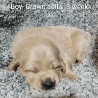 Brown Collar, a male Goldendoodle for sale in Chinquapin, NC – Photo 2 of 10