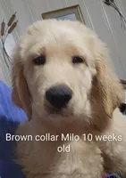 Brown Collar, a male Goldendoodle for sale in Chinquapin, NC – Photo 9 of 10