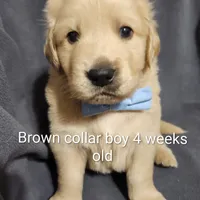 Brown Collar, a male Goldendoodle for sale in Chinquapin, NC – Photo 3 of 10