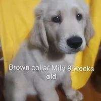 Brown Collar, a male Goldendoodle for sale in Chinquapin, NC – Photo 8 of 10