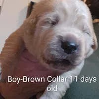 Brown Collar, a male Goldendoodle for sale in Chinquapin, NC – Photo 1 of 10