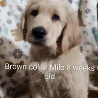 Brown Collar, a male Goldendoodle for sale in Chinquapin, NC – Photo 7 of 10