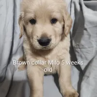 Brown Collar, a male Goldendoodle for sale in Chinquapin, NC – Photo 4 of 10