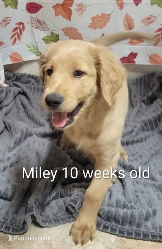 Miley – Goldendoodle puppy for sale in Chinquapin, NC