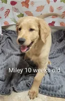 Miley, a female Goldendoodle for sale in Chinquapin, NC – 2 of 10