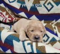 Miley, a female Goldendoodle for sale in Chinquapin, NC – 3 of 4