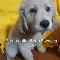 Green Collar, a male Goldendoodle for sale in Chinquapin, NC – Photo 8 of 10