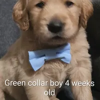 Green Collar, a male Goldendoodle for sale in Chinquapin, NC – Photo 3 of 10