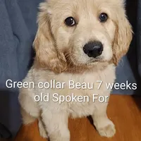 Green Collar, a male Goldendoodle for sale in Chinquapin, NC – Photo 6 of 10