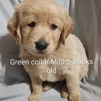 Green Collar, a male Goldendoodle for sale in Chinquapin, NC – Photo 4 of 10