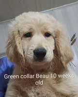 Green Collar, a male Goldendoodle for sale in Chinquapin, NC – Photo 9 of 10