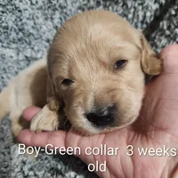 Green Collar, a male Goldendoodle for sale in Chinquapin, NC – Photo 2 of 10