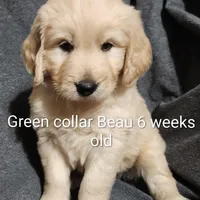 Green Collar, a male Goldendoodle for sale in Chinquapin, NC – Photo 5 of 10
