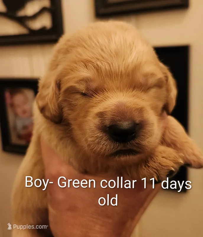 Green Collar