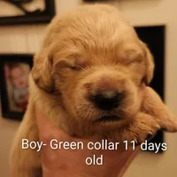 Green Collar, a male Goldendoodle for sale in Chinquapin, NC – Photo 1 of 10