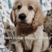 Green Collar, a male Goldendoodle for sale in Chinquapin, NC – Photo 7 of 10